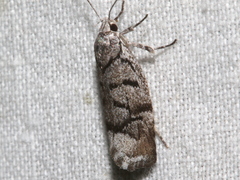 Lichenaula onychodes