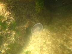 Aequorea victoria