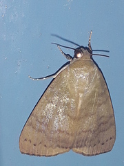 Chloephorinae