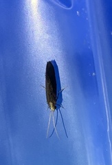 Nyctiophylax