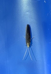 Nyctiophylax