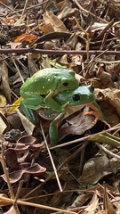 Agalychnis dacnicolor