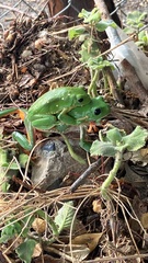 Agalychnis dacnicolor