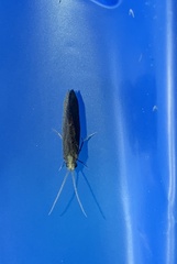 Nyctiophylax