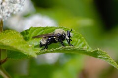 Laphria posticata