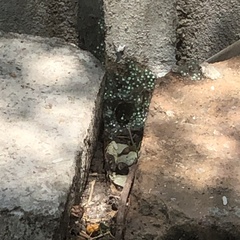 Agalychnis dacnicolor