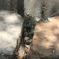 Agalychnis dacnicolor