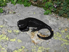 Salamandra lanzai
