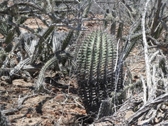 Ferocactus peninsulae