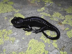 Salamandra lanzai