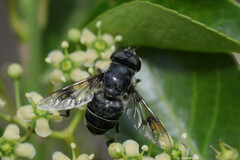 Eristalis saxorum