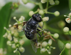Eristalis saxorum