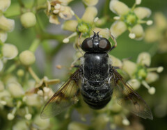 Eristalis saxorum
