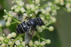 Eristalis saxorum