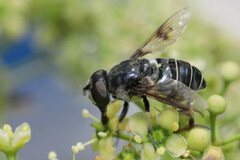Eristalis saxorum