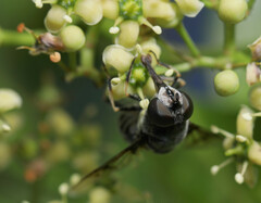 Eristalis saxorum
