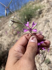 Clarkia xantiana
