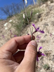 Clarkia xantiana