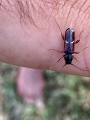 Phymatodes