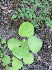 Populus heterophylla