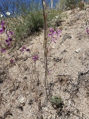 Clarkia xantiana