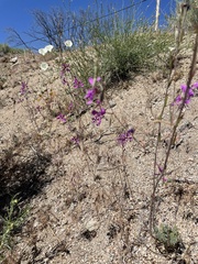 Clarkia xantiana