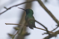 Anthracothorax prevostii