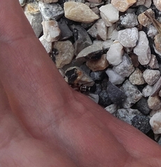 Poecilochroa variana