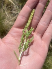 Sarcobatus vermiculatus