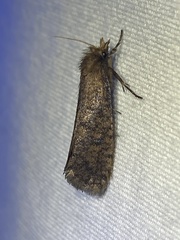 Acrolophus propinqua