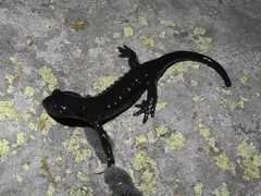 Salamandra lanzai