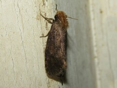 Acrolophus propinqua