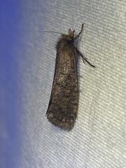 Acrolophus propinqua