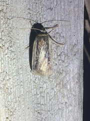 Ochropleura implecta