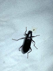 Xylopinus saperdoides