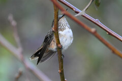 Selasphorus flammula