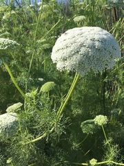 Visnaga daucoides
