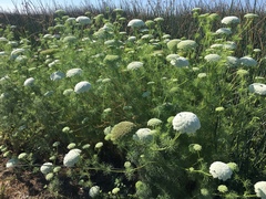 Visnaga daucoides