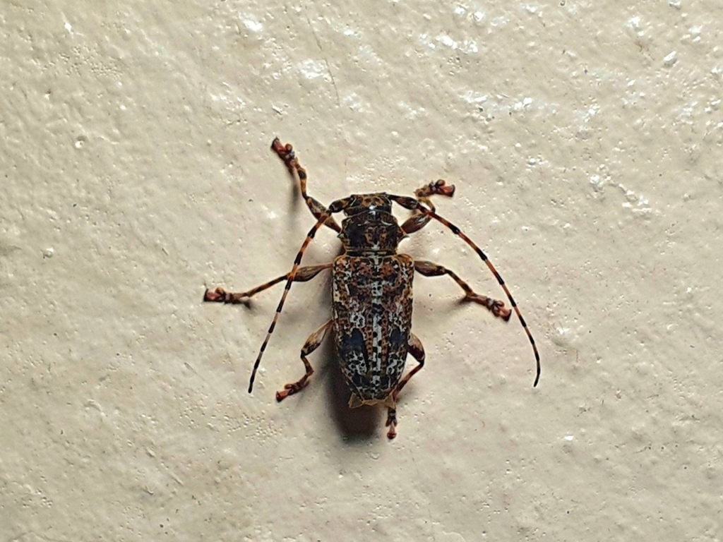 Aegomorphus albosignus