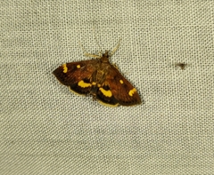 Pyrausta generosa