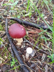Boletus rubriceps