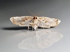 Oxyelophila callista