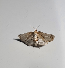 Oxyelophila callista