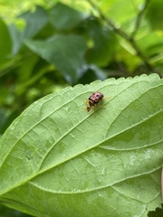 Agomadaranus pardaloides