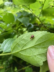 Agomadaranus pardaloides