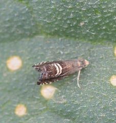 Grapholita interstinctana