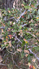 Cercocarpus ledifolius