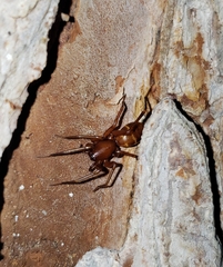 Castianeira trilineata