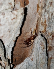 Castianeira trilineata