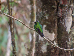 Saucerottia saucerottei